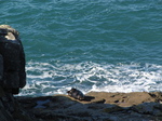 SX24795 Seal in sunshine.jpg